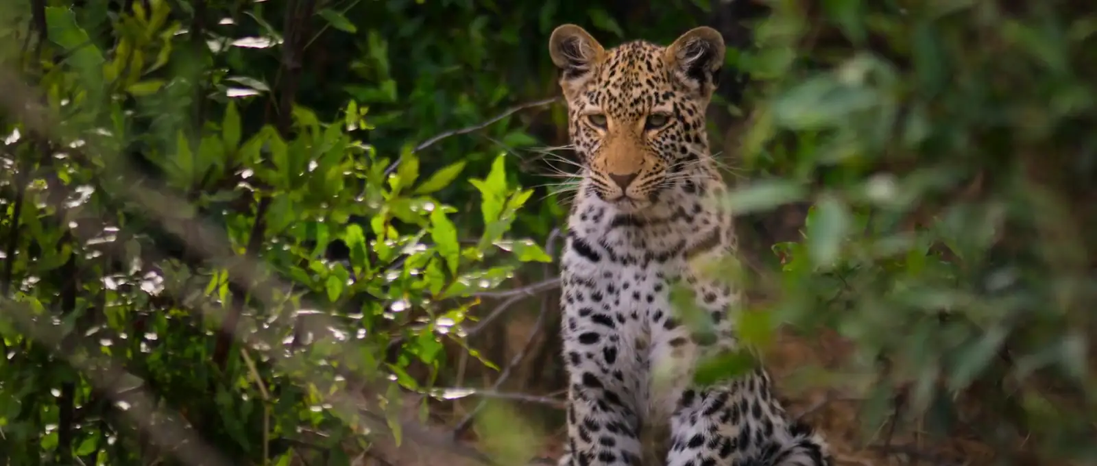 download living with leopards (2024) {english with subtitles} full movie web-dl 480p [200mb] | 720p [570mb] | 1080p [1.3gb]