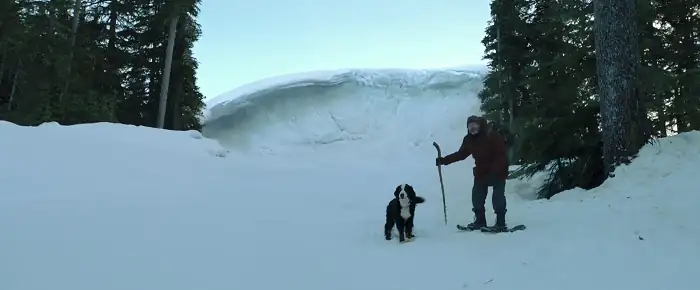 download a dogs way home  (2019) dual audio {hindi-english} 480p [300mb] | 720p [800mb] | 1080p [2gb]