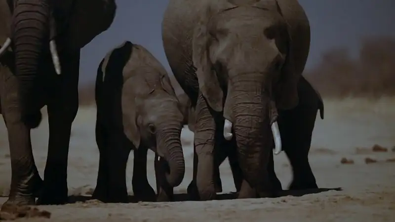 download earth at night in color (season 1 - 2) complete dual-audio {hindi-english} apple tv+ original 1080p | 720p web-dl