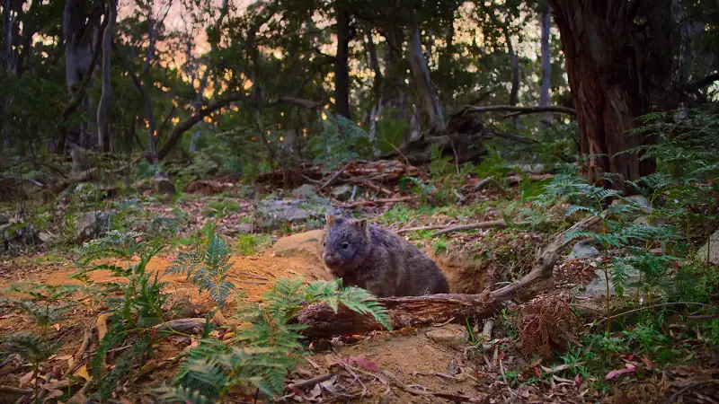 download kangaroo valley (2022) dual audio {hindi-english} 480p [250mb] | 720p [700mb] | 1080p [1.6gb]