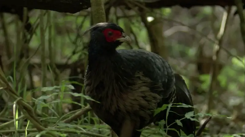 download south pacific (2023) season 1 complete dual audio {hindi-english} netflix original web series 720p | 1080p web-dl