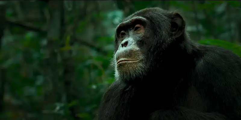 download chimp empire (2023) season 1 complete dual audio {hindi-english} netflix original web series 720p | 1080p web-dl