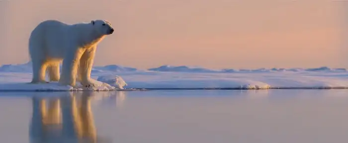 download polar bear (2022) {english with subtitles} 480p [250mb] | 720p [700mb] | 1080p [2.4gb]