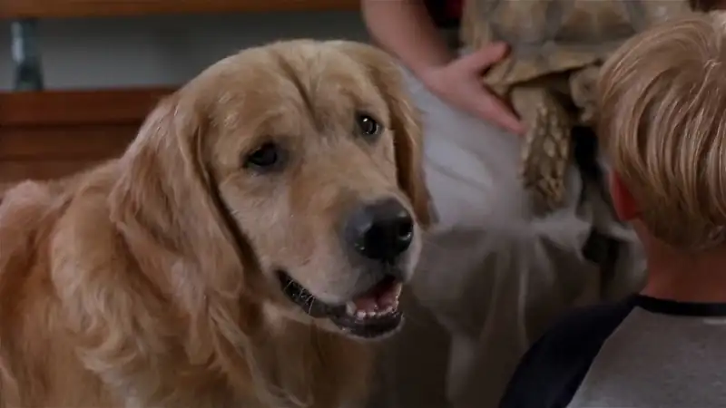 download air bud - spikes back (2003) web-dl dual audio {hindi-english} 480p [290mb] | 720p [790mb] | 1080p [1.8gb]