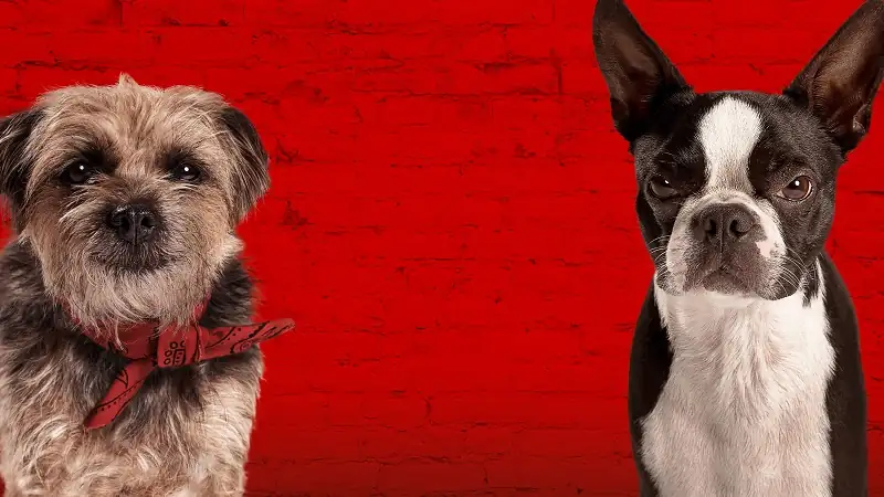 download strays (2023) dual audio [hindi + english] bluray 480p [480mb] | 720p [1gb] | 1080p [2.2gb]