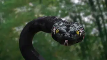 download anaconda 3: offspring (2008) web-dl dual audio {hindi-english} 480p [300mb] | 720p [950mb] | 1080p [1.7gb]