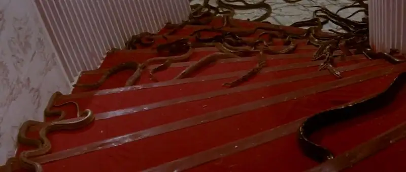 download calamity of snakes (1982) bluray dual audio {hindi-english} 480p [310mb] | 720p [1gb] | 1080p [1.6gb]