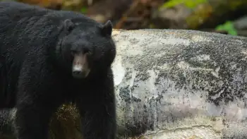 download island of the sea wolves (season 1) dual audio [hindi + english] complete nf web series 480p | 720p web-dl