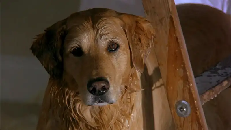 download air bud (1977) web-dl dual audio {hindi-english} 480p [320mb] | 720p [880mb] | 1080p [1.9gb]