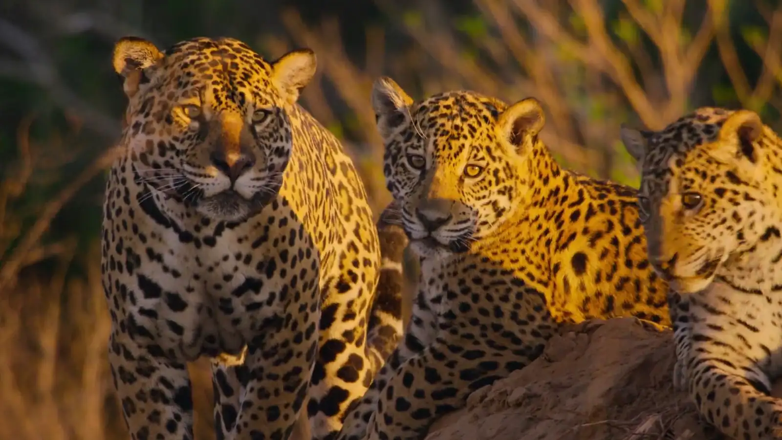 download our living world (season 1) dual audio {hindi org. + english} 480p | 720p | 1080p