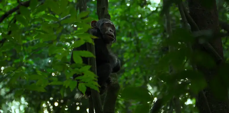 download chimp empire (2023) season 1 complete dual audio {hindi-english} netflix original web series 720p | 1080p web-dl