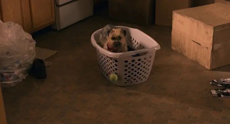 download strays (2023) dual audio [hindi + english] bluray 480p [480mb] | 720p [1gb] | 1080p [2.2gb]