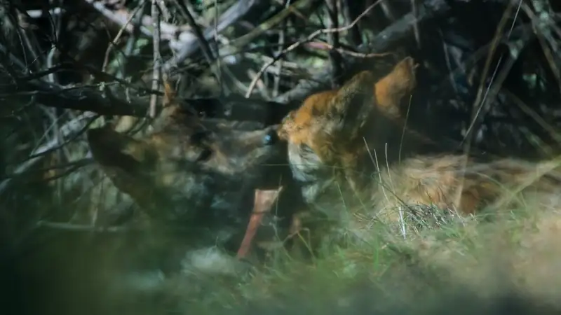 download kangaroo valley (2022) dual audio {hindi-english} 480p [250mb] | 720p [700mb] | 1080p [1.6gb]