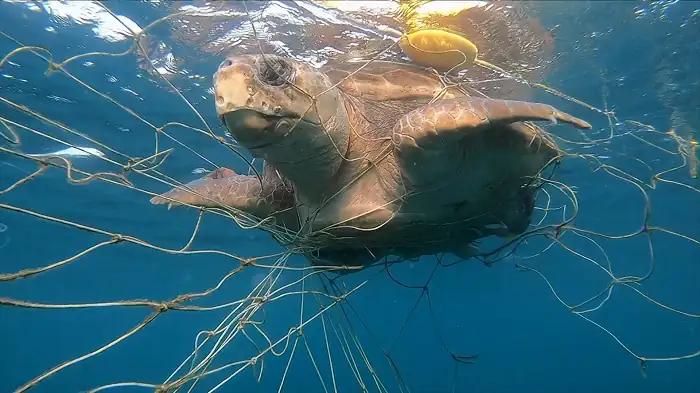 download shark beach with chris hemsworth (2021) dual audio {hindi-english} 720p [250mb] hevc hdrip