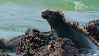 download our great national parks (season 1) dual audio [hindi-english] complete netflix web series 480p [800mb] | 720p [1.5gb]