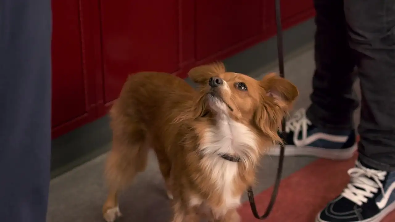 download the healing powers of dude (season 1) in hindi dubbed complete netflix web series 720p hd