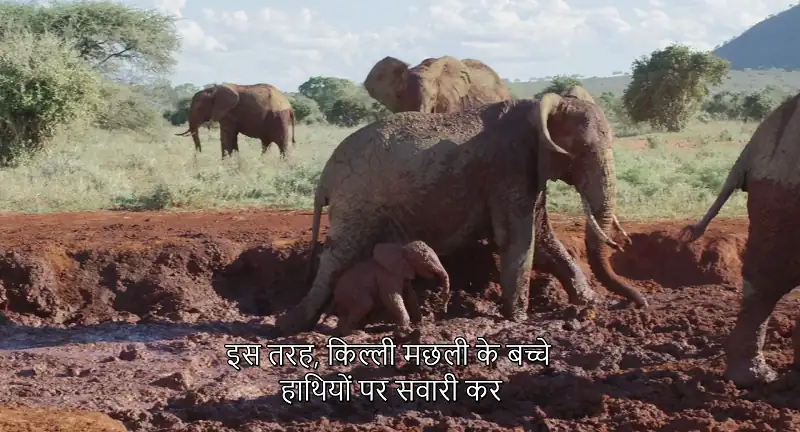 download the elephant queen (2019) web-dl dual audio {hindi-english} 480p [320mb] | 720p [900mb] | 1080p [2gb]