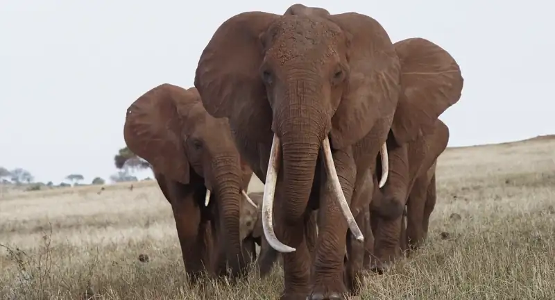 download the elephant queen (2019) web-dl dual audio {hindi-english} 480p [320mb] | 720p [900mb] | 1080p [2gb]