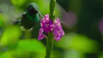 download earth: one amazing day (2017) dual audio {hindi-english} 480p [350mb] | 720p [950mb] | 1080p [2gb]