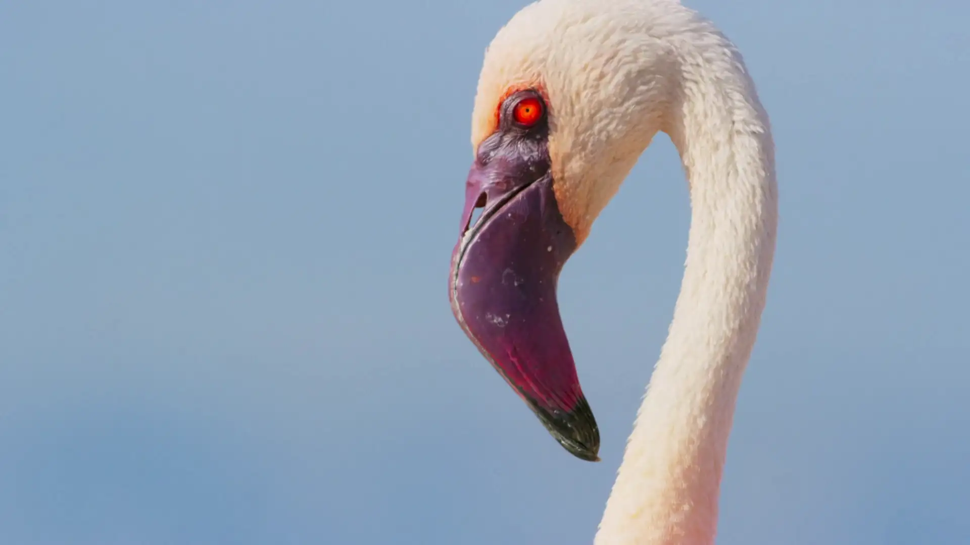 download a perfect planet (season 1) dual audio [hindi + english] complete web series esubs 720p [400mb]