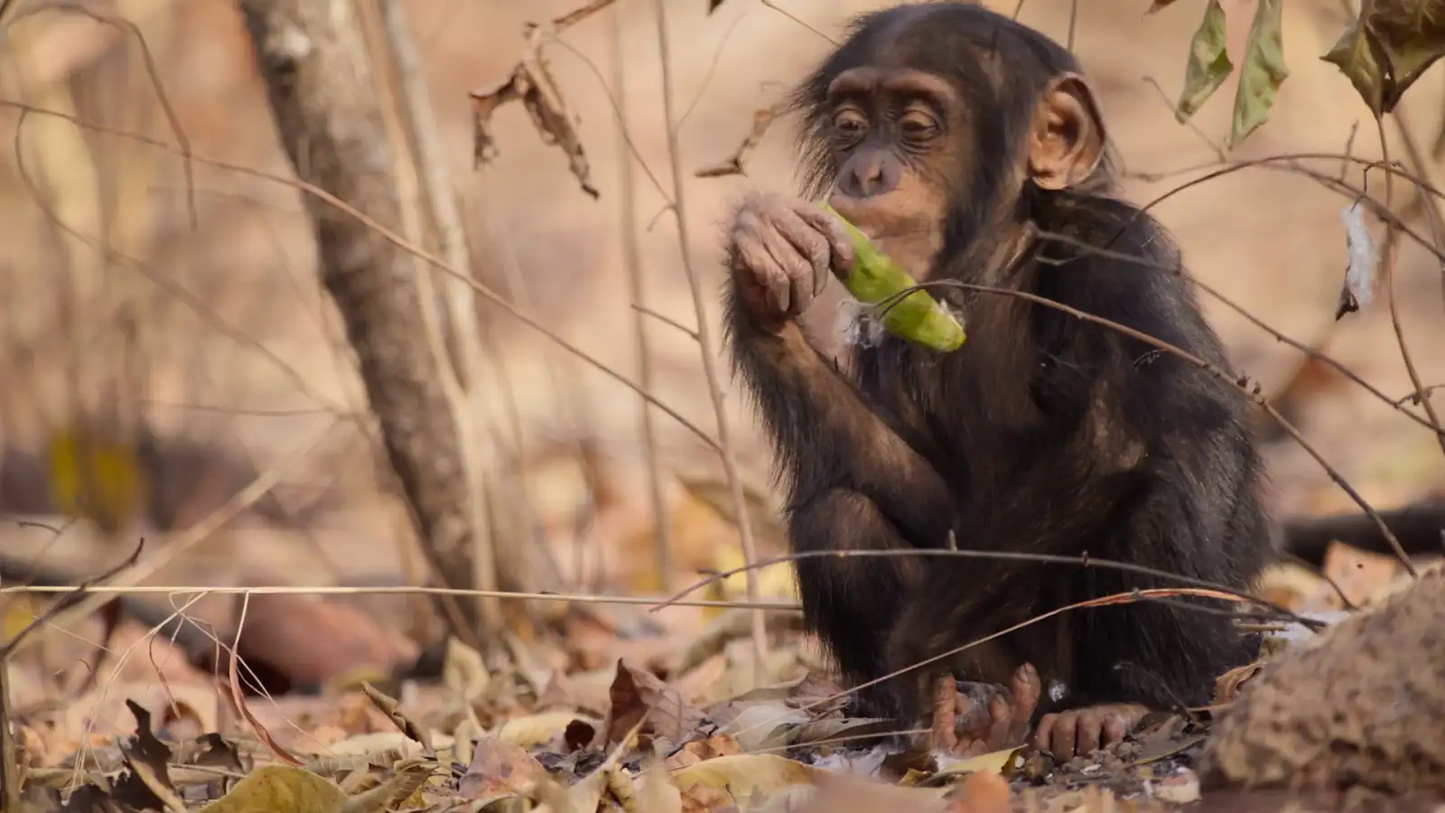 download our living world (season 1) dual audio {hindi org. + english} 480p | 720p | 1080p