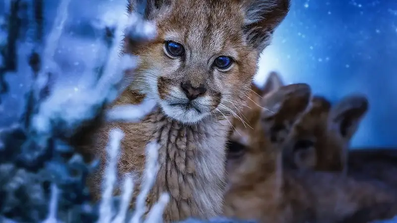 download earth at night in color (season 1 - 2) complete dual-audio {hindi-english} apple tv+ original 1080p | 720p web-dl