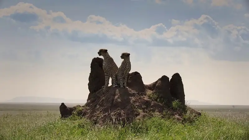 download predators - netflix original (2023) season 1 complete dual audio {hindi-english} 720p | 1080p web-dl