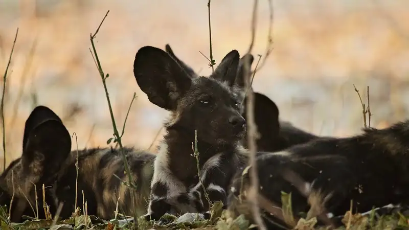 download predators - netflix original (2023) season 1 complete dual audio {hindi-english} 720p | 1080p web-dl