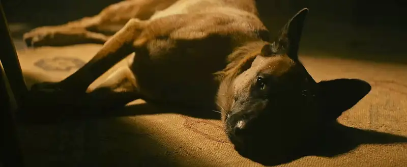 download dog (2022) dual audio {hindi org. dubbed + english} web-dl 480p [450mb] | 720p [1.6gb] | 1080p [3.4gb]