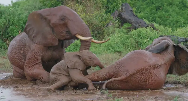 download the elephant queen (2019) web-dl dual audio {hindi-english} 480p [320mb] | 720p [900mb] | 1080p [2gb]