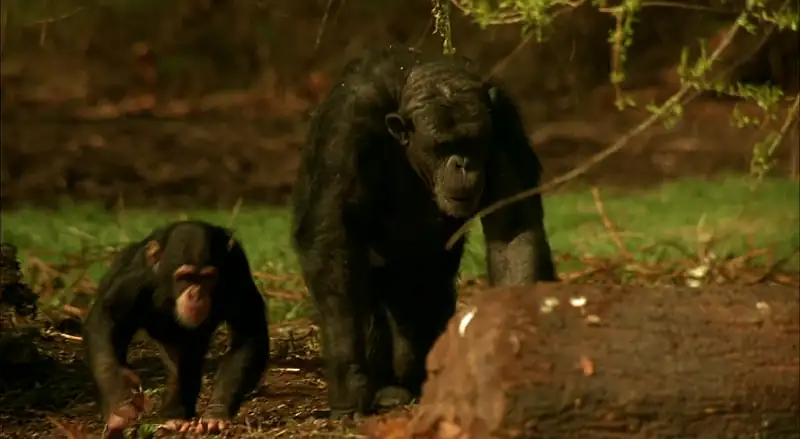 download mxp most xtreme primate (2004) dual audio [hindi + english] web-dl 480p [300mb] | 720p [850mb] | 1080p [1.8gb]