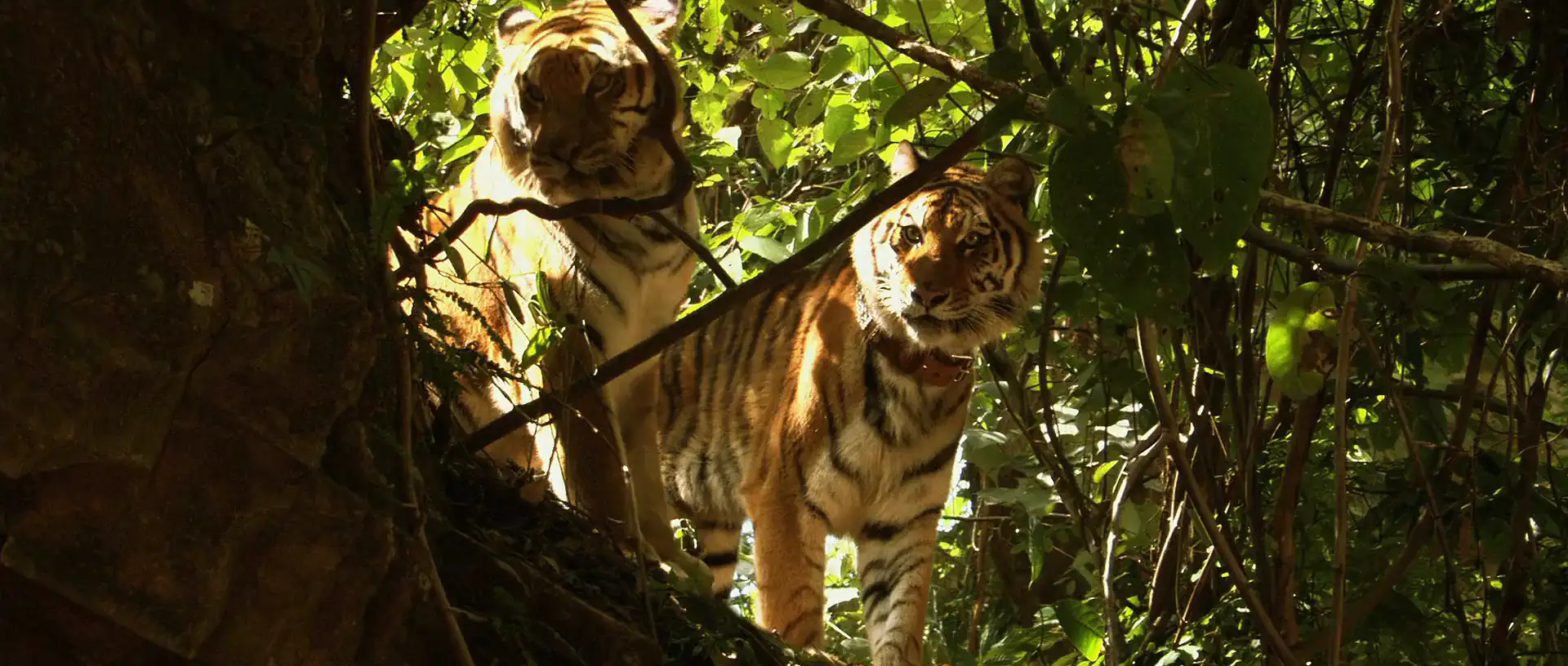 download two brothers (2004) dual audio [hindi-english] web-dl 480p [350mb] | 720p [1gb]