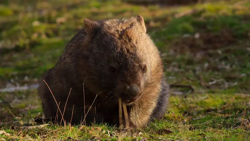 download kangaroo valley (2022) dual audio {hindi-english} 480p [250mb] | 720p [700mb] | 1080p [1.6gb]