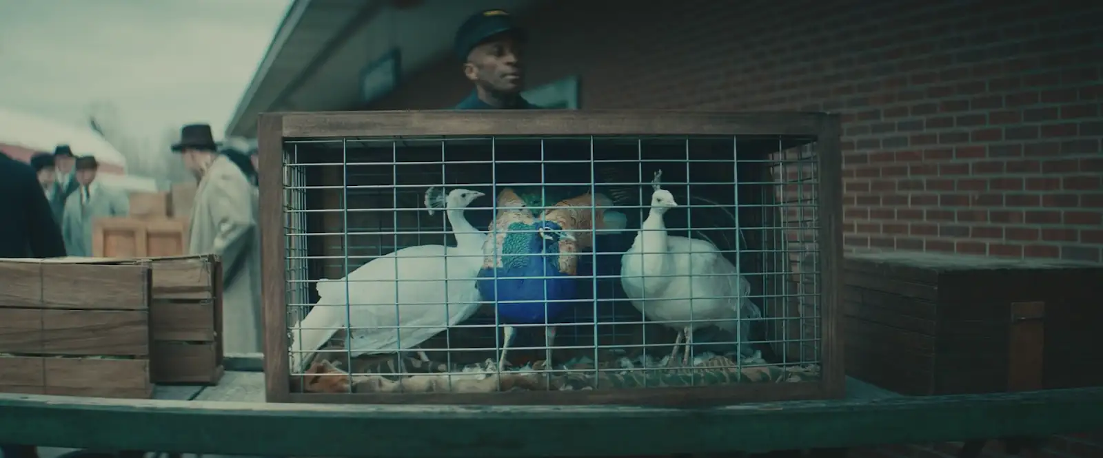 download wildcat (2024) {english with subtitles} full movie web-dl 480p [320mb] | 720p [880mb] | 1080p [1.9gb]